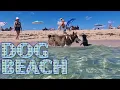 Chill Mode at the Dog Beach Haulover Beach
