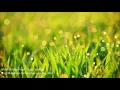 Download Lagu Butir Embun Pagi - Yulia Yasmin