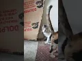 Download Lagu Trei km mau tau aja..😽