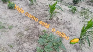 gente veja isso pronto mostrei 