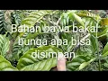 Download Lagu Bahan bawa bakal bunga apakah aman dari buah selang 