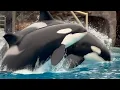 Download Lagu Refreshed2 Orca Encounter - June 6, 2025 - SWC