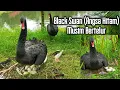 Download Lagu Black Swan (Angsa Hitam) Bertelur.