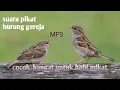 Download Lagu Suara pikat burung gereja paling ampuh