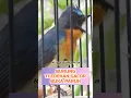 Burung Tledekan Super Gacor #Tledekan #Prenjak #blackthroat #kenari #CucakIjo #Ciblek #MuraiBatu