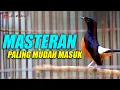 Download Lagu MASTERAN MURAI PALING EFEKTIF DAN PALING MUDAH MASUK DAN DIINGAT