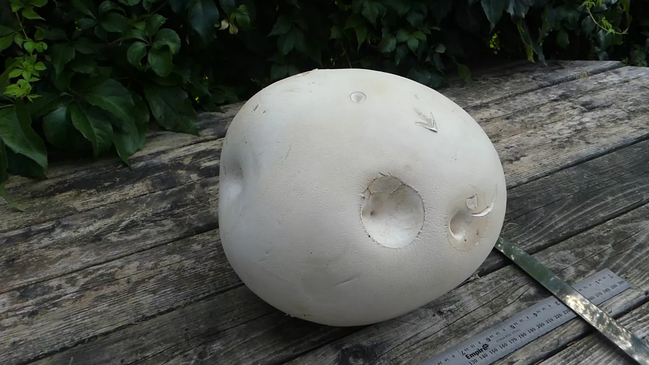 Giant Puffball Mushroom Identification