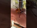 Asian Giant Hornet The Murder Hornet
