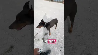 #fyp #dream #doberman #pets #youtube