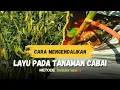 Download Lagu CARA MENGENDALIKAN LAYU FUSARIUM DAN LAYU BHAKTERI TANAMAN CABAI METODE Sedulur taniTV 