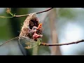 Download Lagu Mother Saves Baby bird which is about to Fall | Silver eye | Bird videos | Pelci bird, Kocomoto bird