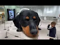 Giant Dachshund Sunshine Giant Dog at HAUS NOWHERE ICONSIAM - Display