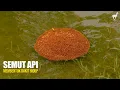 Download Lagu Semut Api: Membentuk Rakit Hidup di Tengah Banjir, Kecerdikan yang Luar Biasa!
