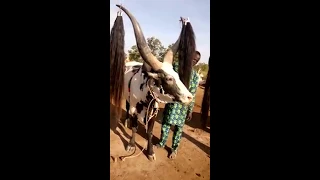 Mawut Gai Dot From Awan Luol 