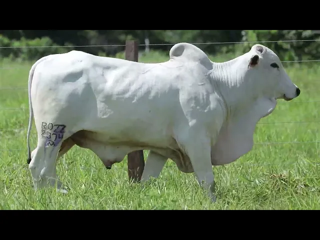 Touro Nelore ROZZ - 2374