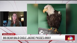 After Jackie s death will Shadow find a new mate