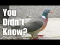 Download Lagu Most People Dont Know These 8 Facts About WOOD PIGEONS