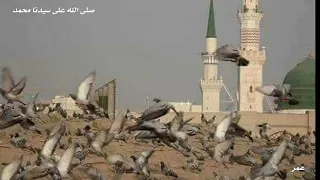 رسول الله ضاق بي الفضاء المنشد محمد بشير هاشم 