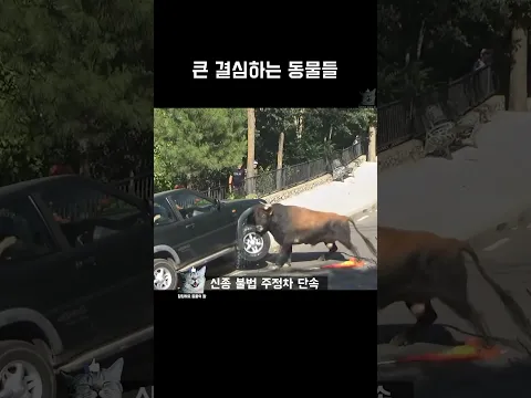 큰 결심하는 동물들