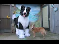 Dog Quadsuit and Real Dog Doing Tricks