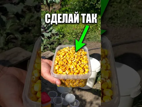 Как приготовить кукурузу🔥, чтобы рыба не устояла?   Рецептура уже на канале #fishing #карась #лещ