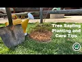 Tree Sapling Planting and Care