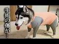 Download Lagu このままでは手術の傷が開いてしまうので術後服を着せたら...