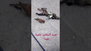 صيد السقلين  صيد السقلين