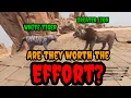 Are white tiger s and greater lion s any good conan exiles 2024