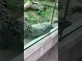 CeCe Rose TV Seneca Park Zoo Snow Leopard