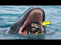 Whale Swallowed A Diver Alive 5 Minutes Later Everyone Turned Pale Discovering Why