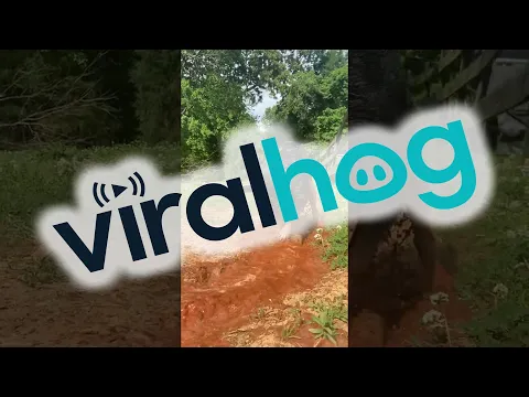 Farm Dog Digs A Water Trough || ViralHog