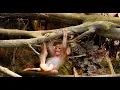 Lagu The little monkey, clinging to a tree trunk, fell into the water, and tried to call out for help.