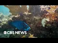 Triple-digit water temperatures around Florida threatening coral reefs