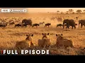 Battle for Survival (Full Episode) | Savage Kingdom | Nature Animal Documentary