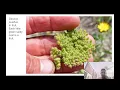 Plant Taxonomy and Identification Part 1