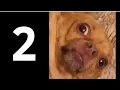 Cursed Dog Images 2