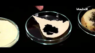 الكشف عن النشا بإستخدام كاشف اليود 