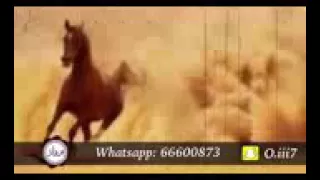 شيلة قل ضعوف الي تفتش ورانا دندنها