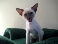Talking Siamese Kitten