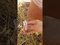 2019 Outdoor Grow Neptune Seed s Update 1st Week Of Flower