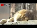 Download Lagu Singa Tidur #animals