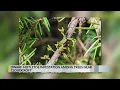 Dwarf mistletoe infestation among trees near Cloudcroft