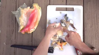 CATCH AND COOK – SEA SNAIL!! QUEEN CONCH