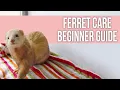 Ferret Care How to Take Care of Your Ferret Beginner Guide