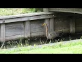 Download Lagu Purperreiger | Zelf Geschoten | Vroege Vogels