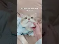 Download Lagu 😼: siapa yang kayak gini juga woi? #kucing #kucinglucu #kucingtiktok