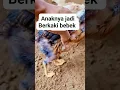 Download Lagu hasil perkawinan ayam dan bebek.... #fypシ #silanganimals  #ayam #bebek