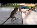 Download Lagu fed bananas and hugged by a lucky little monkey, it ran away