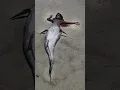Download Lagu What mermaids would more than likely look like if they were real:
